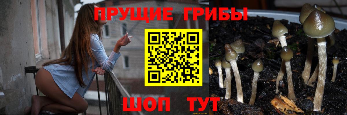 Псилоцибиновые грибы Cubensis Среднеуральск